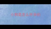 小狗是怎么怀孕的