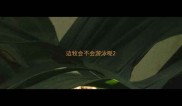 边牧会不会游泳呢