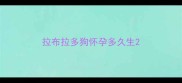 拉布拉多狗怀孕多久生