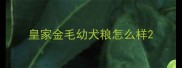 皇家金毛幼犬粮怎么样