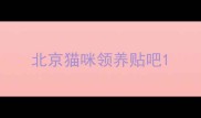 北京猫咪领养贴吧