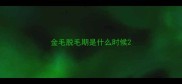 金毛脱毛期是什么时候