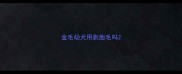 金毛幼犬用剃胎毛吗
