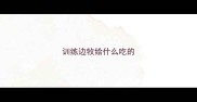 训练边牧给什么吃的