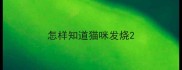 怎样知道猫咪发烧