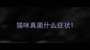 猫咪真菌什么症状