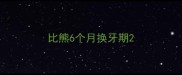 比熊6个月换牙期