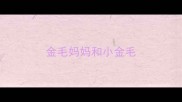 金毛妈妈和小金毛