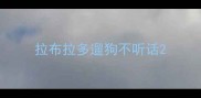 拉布拉多遛狗不听话