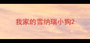 我家的雪纳瑞小狗