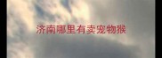 济南哪里有卖宠物猴