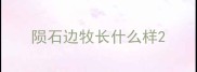 陨石边牧长什么样