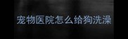 宠物医院怎么给狗洗澡