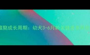 藏獒成长周期幼犬3-6月龄关键发育阶段