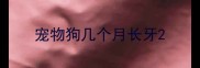 宠物狗几个月长牙