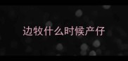 边牧什么时候产仔
