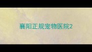 襄阳正规宠物医院