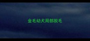 金毛幼犬局部脱毛
