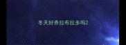 冬天好养拉布拉多吗