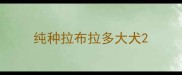 纯种拉布拉多大犬