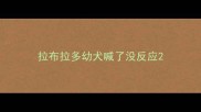 拉布拉多幼犬喊了没反应