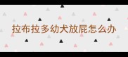 拉布拉多幼犬放屁怎么办