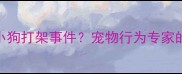 如何科学处理小狗打架事件宠物行为专家的6步解决方案