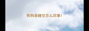 狗狗是睡觉怎么回事
