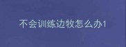不会训练边牧怎么办