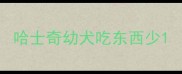 哈士奇幼犬吃东西少