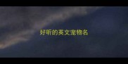 好听的英文宠物名