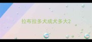 拉布拉多犬成犬多大