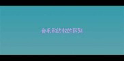 金毛和边牧的区别