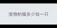 宠物豹猫多少钱一只