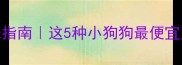 必看月均500元养宠指南这5种小狗狗最便宜又好养新手必收清单