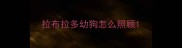 拉布拉多幼狗怎么照顾