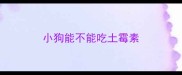 小狗能不能吃土霉素