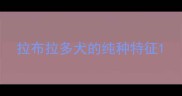 拉布拉多犬的纯种特征