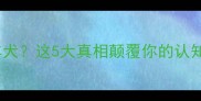 边牧是苏格兰牧羊犬这5大真相颠覆你的认知附超全饲养指南