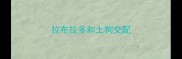 拉布拉多和土狗交配