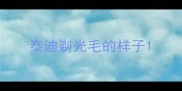 泰迪剃光毛的样子