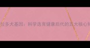 拉布拉多犬基因科学选育健康后代的五大核心知识