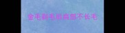 金毛剃毛后肩部不长毛