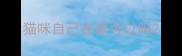 猫咪自己在家可以吗