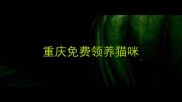 重庆免费领养猫咪