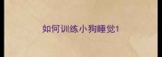 如何训练小狗睡觉