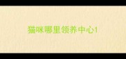 猫咪哪里领养中心