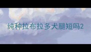 纯种拉布拉多犬腿短吗