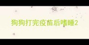 狗狗打完疫苗后嗜睡