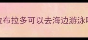 拉布拉多可以去海边游泳吗